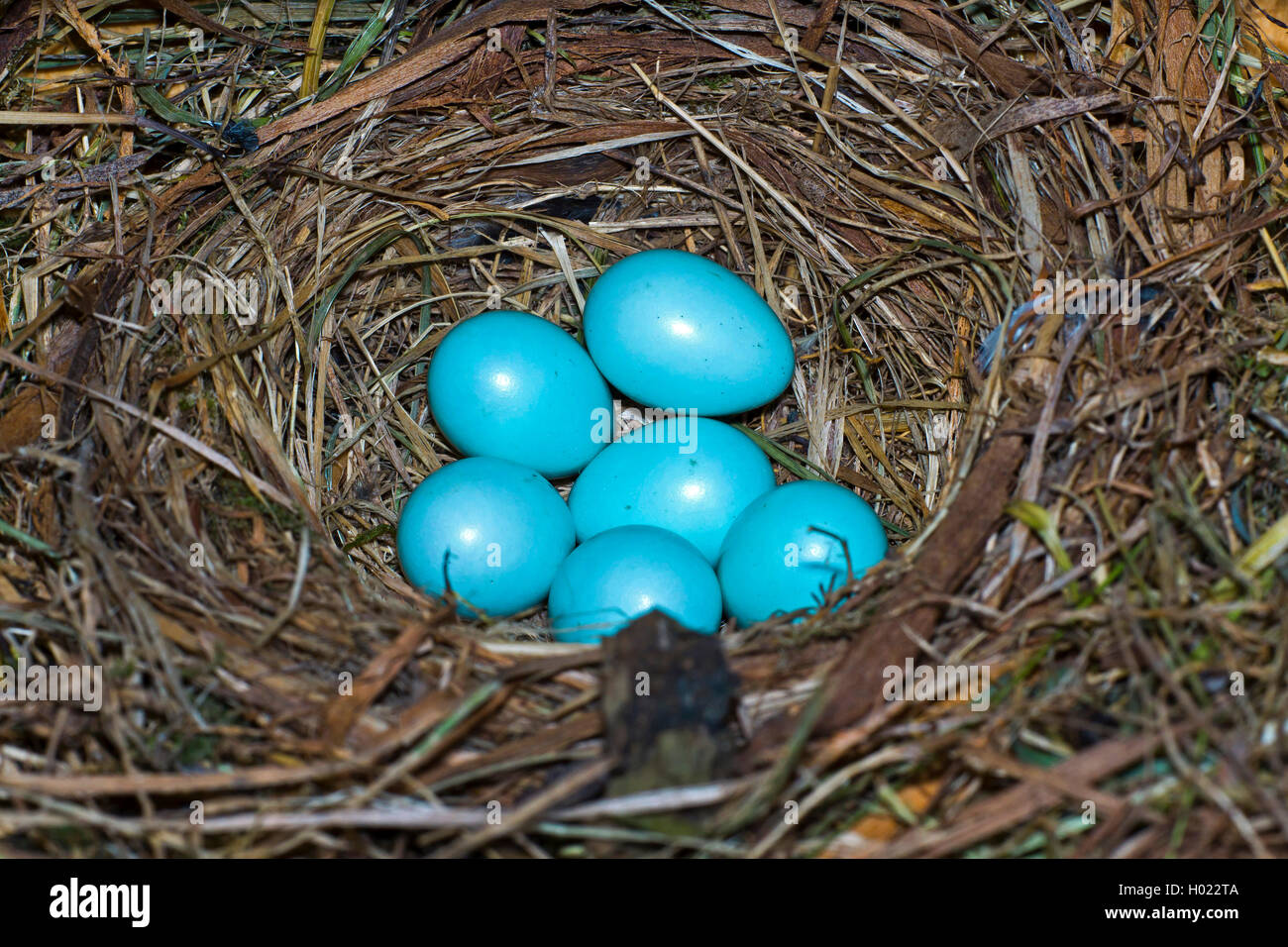 Collare (flycatcher Ficedula albicollisalsbandschnaepper,), uova nel nido, Germania Foto Stock