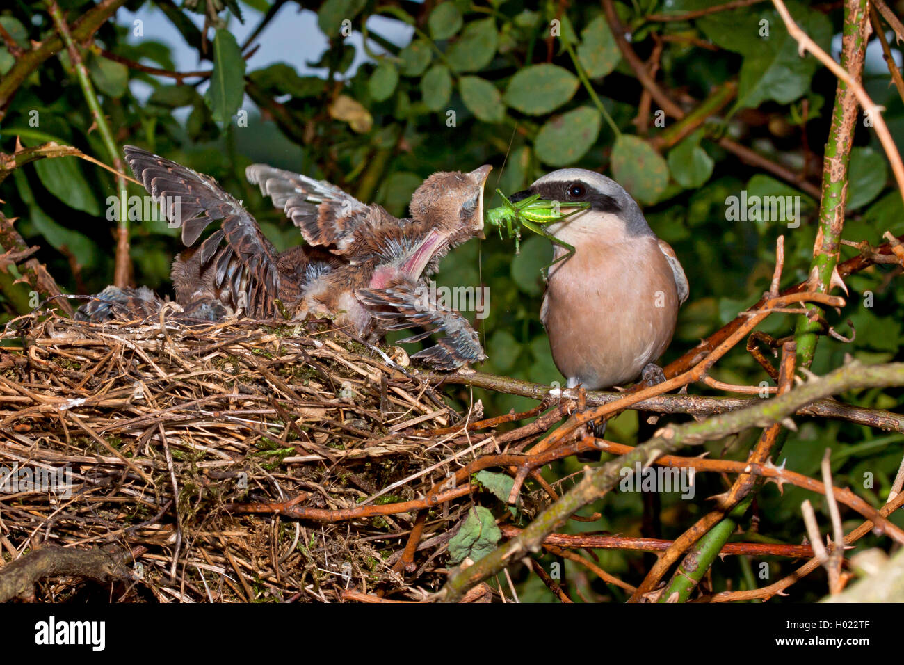 Red-backed shrike (Lanius collurio), maschio alimentazione di accattonaggio bambino uccello in un nido, Germania Foto Stock