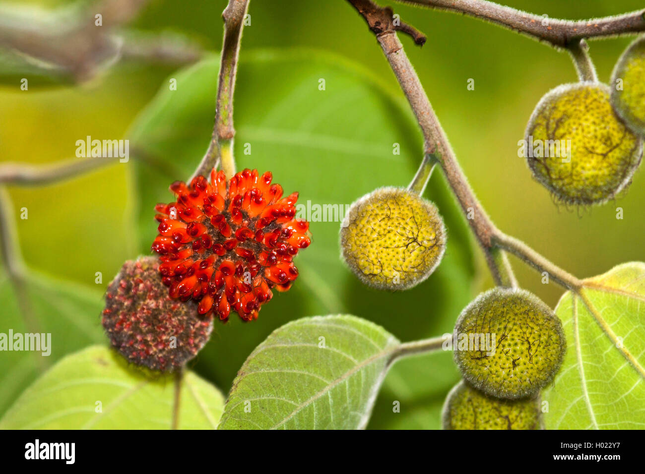 Papiermaulbeerbaum, Papier-Maulbeerbaum (Broussonetia papyrifera), fruchtender Ast | carta di gelso (Broussonetia papyrifera), f Foto Stock
