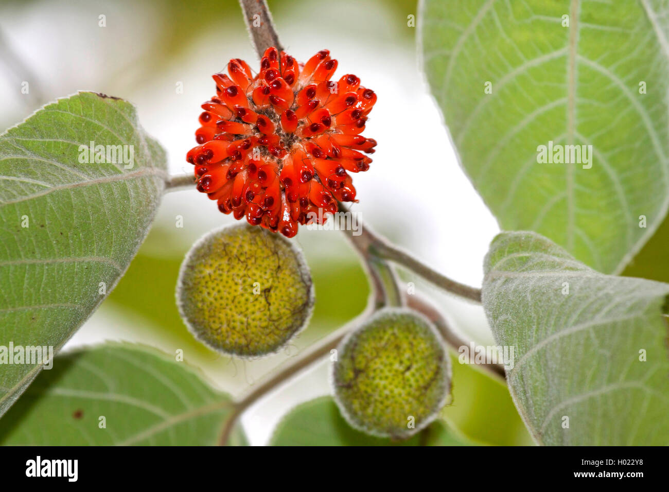 Papiermaulbeerbaum, Papier-Maulbeerbaum (Broussonetia papyrifera), fruchtender Ast | carta di gelso (Broussonetia papyrifera), f Foto Stock