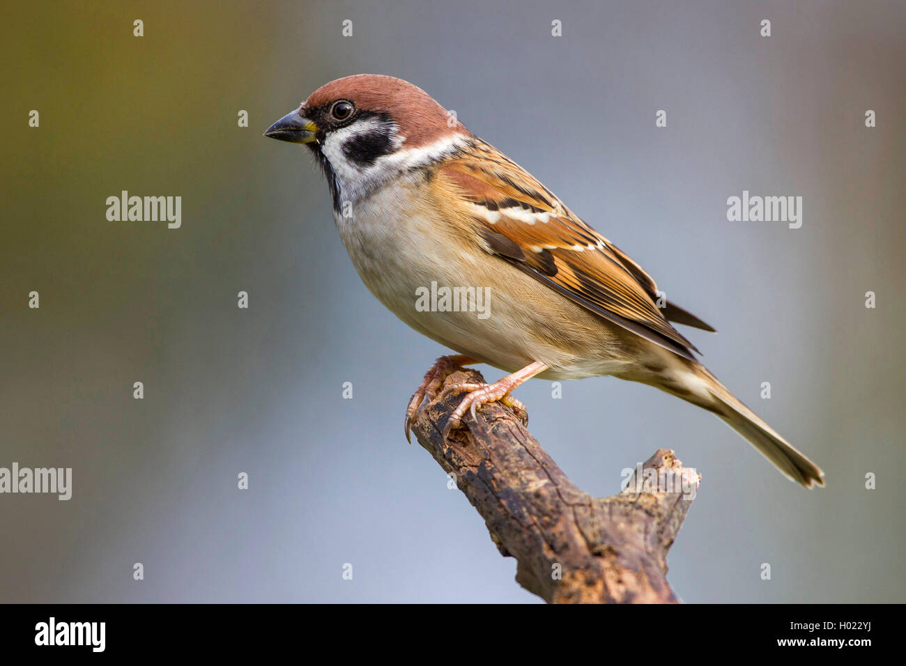 Feldsperling, Feldspatz (Passer montanus), sitzt auf einem Zweig, Deutschland | Eurasian tree sparrow (Passer montanus), seduta Foto Stock