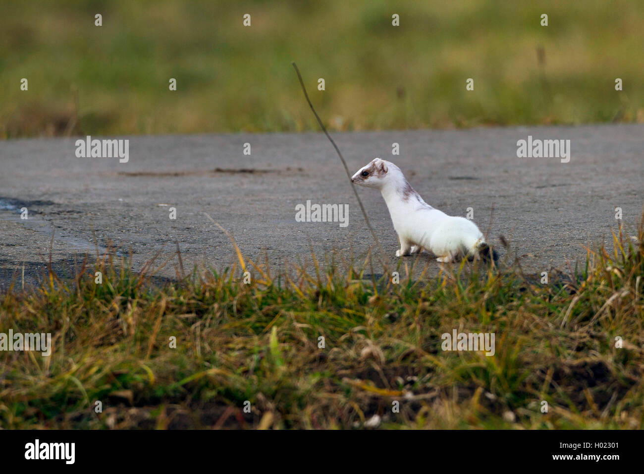 Ermellino, ermellino, corto-tailed donnola (Mustela erminea), in cappotto invernale su un percorso di campo, Germania Foto Stock