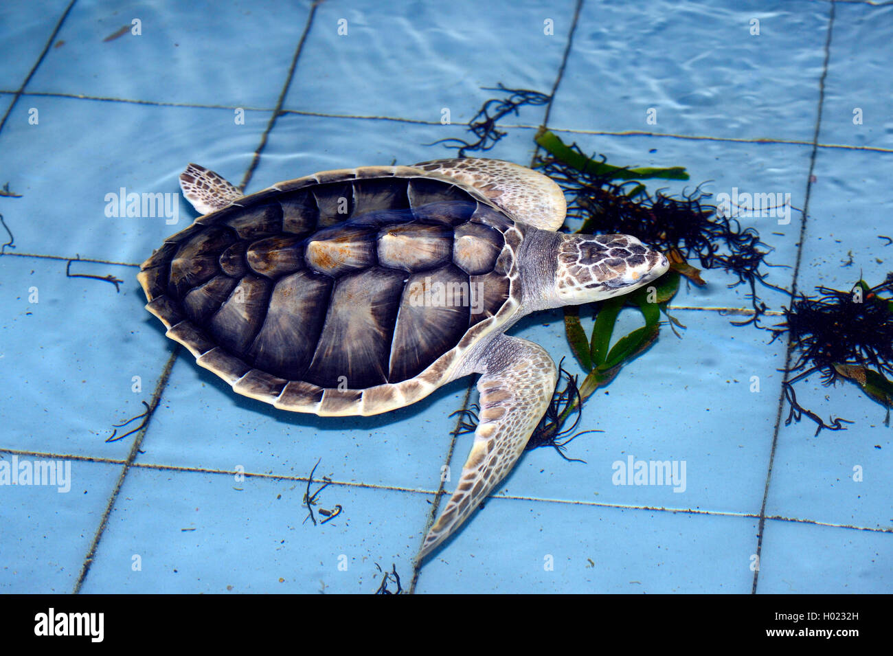 Tartaruga Verde, rock tartaruga, carne (tartaruga Chelonia Mydas), un anno vecchio tartaruga di carne in una stazione di allevamento, Indonesia Bali Foto Stock