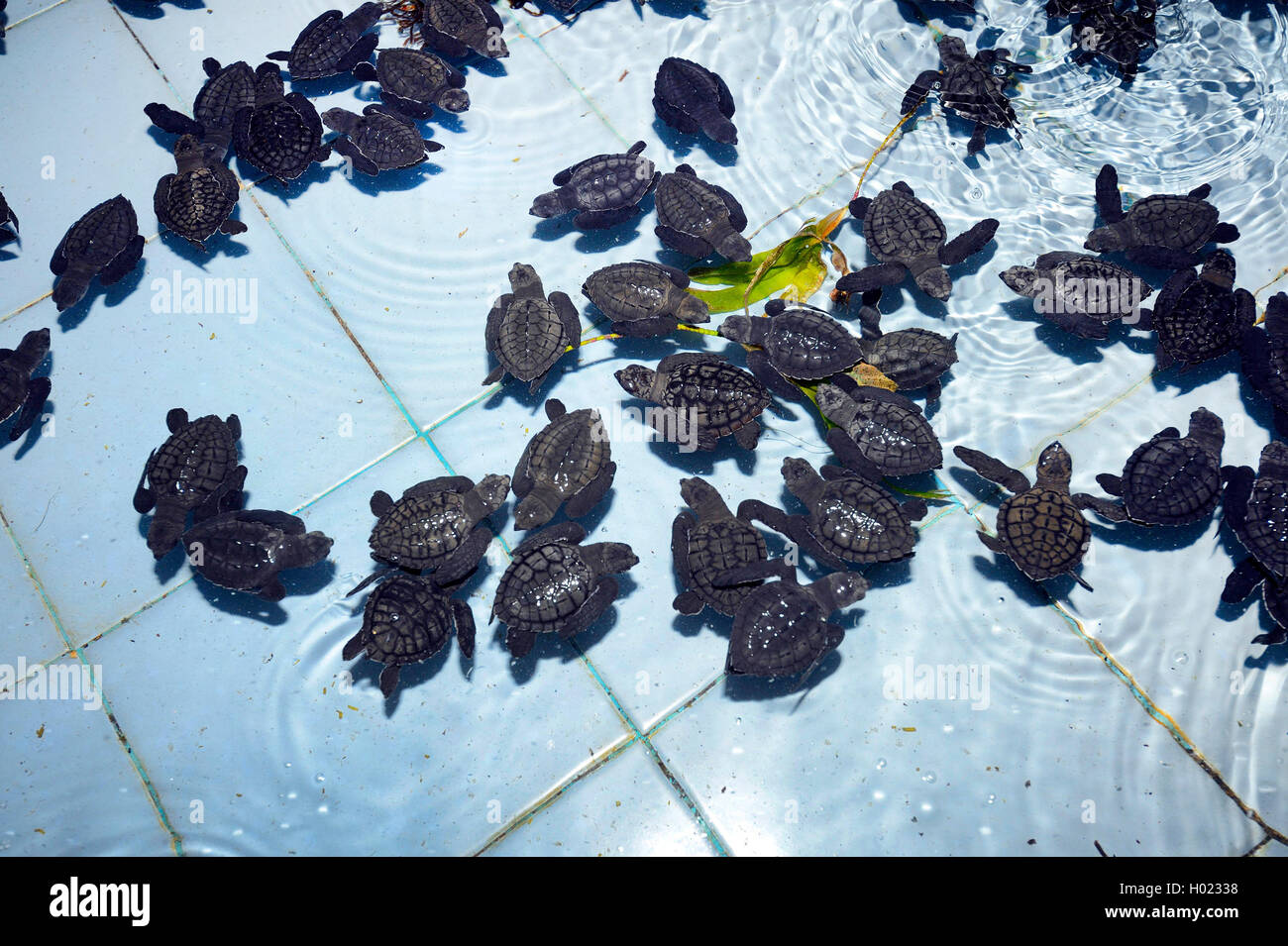 Olive Ridley, Pacific ridley turtle, Olive Ridley SEA TURTLE, Pacific ridley tartaruga di mare (Lepidochelys olivacea), un mese old Pacific ridley tartarughe in una stazione di allevamento, Indonesia Bali Foto Stock