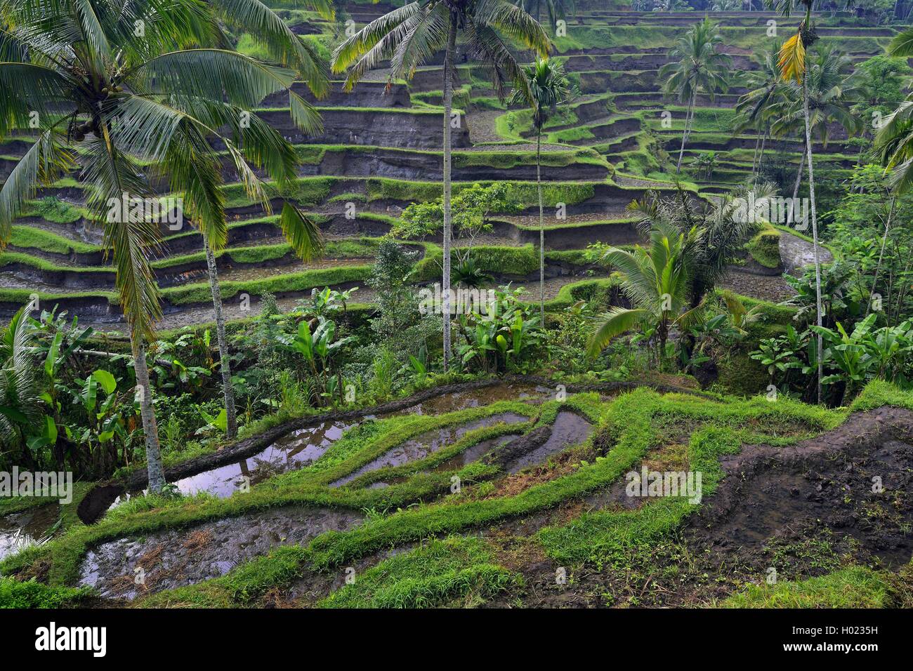 I campi di riso a Tegallalang, Indonesia Bali Foto Stock