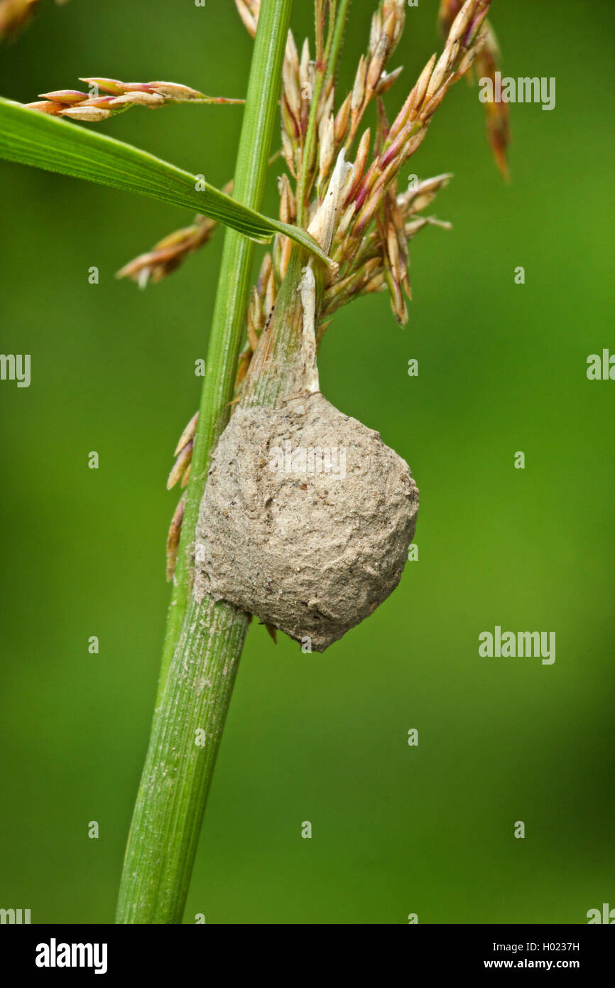 Liocranid sac ragni (Agroeca brunnea), uova sac, Germania Foto Stock