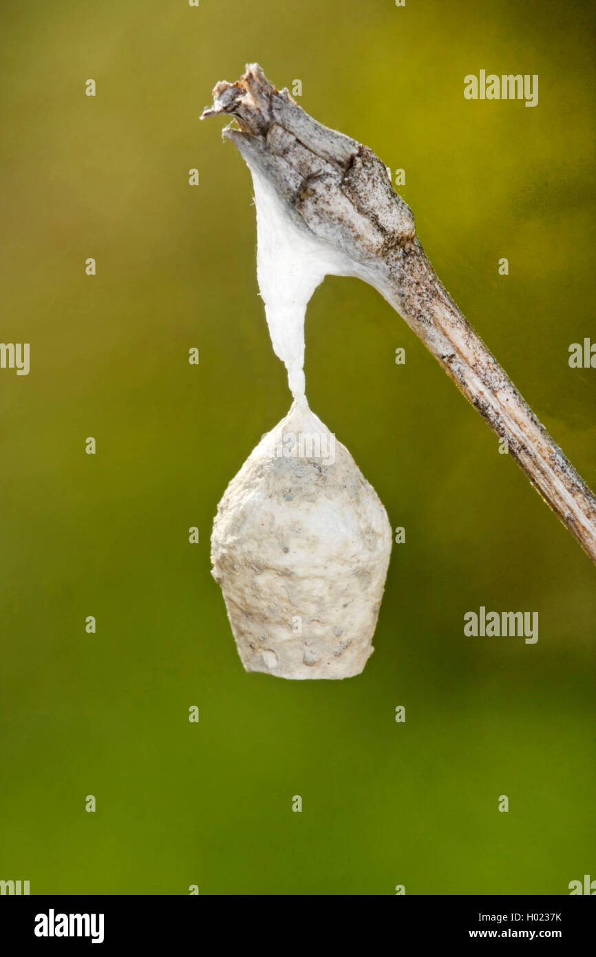 Liocranid sac ragni (Agroeca brunnea), uova sac, Germania Foto Stock