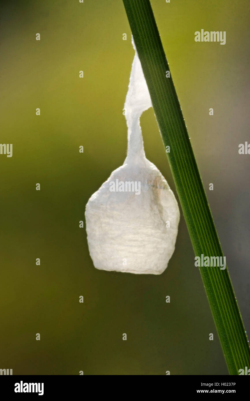 Liocranid sac ragni (Agroeca brunnea), uova sac, Germania Foto Stock