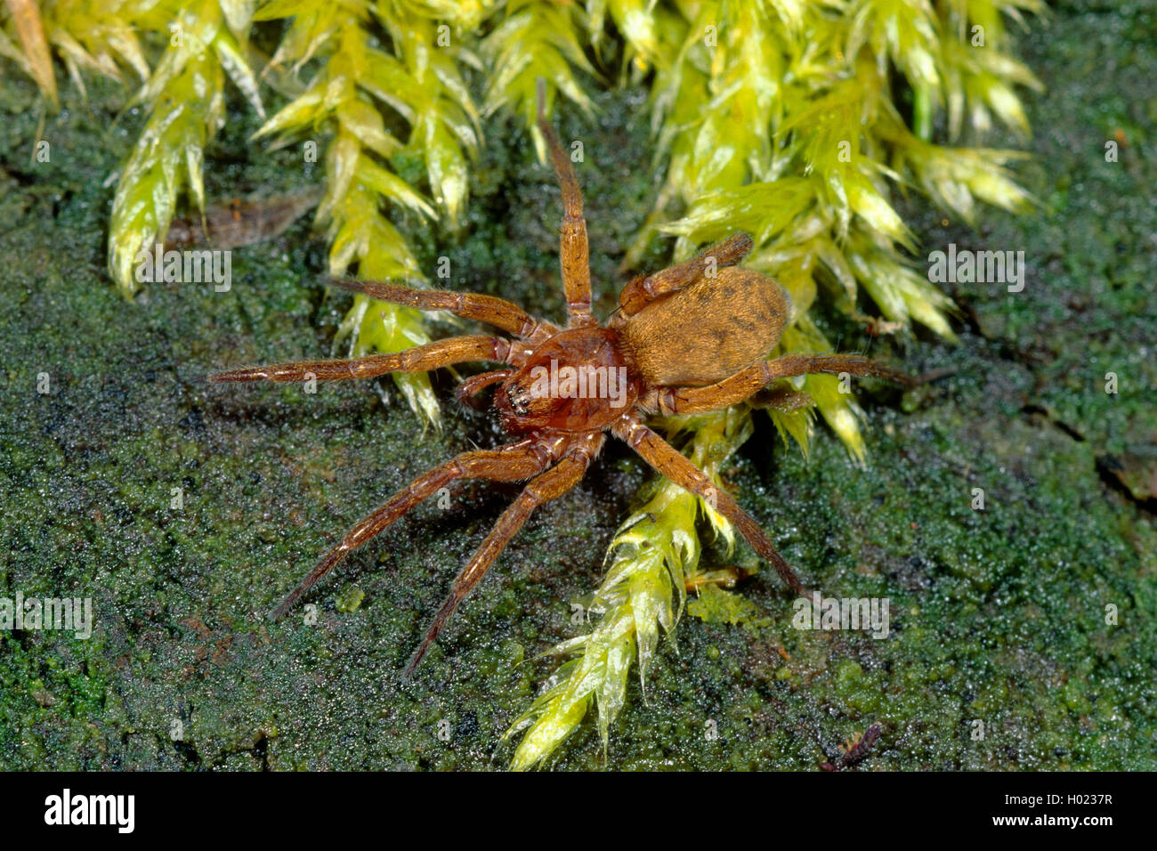 Liocranid sac ragni (Agroeca brunnea), sul terreno, Germania Foto Stock