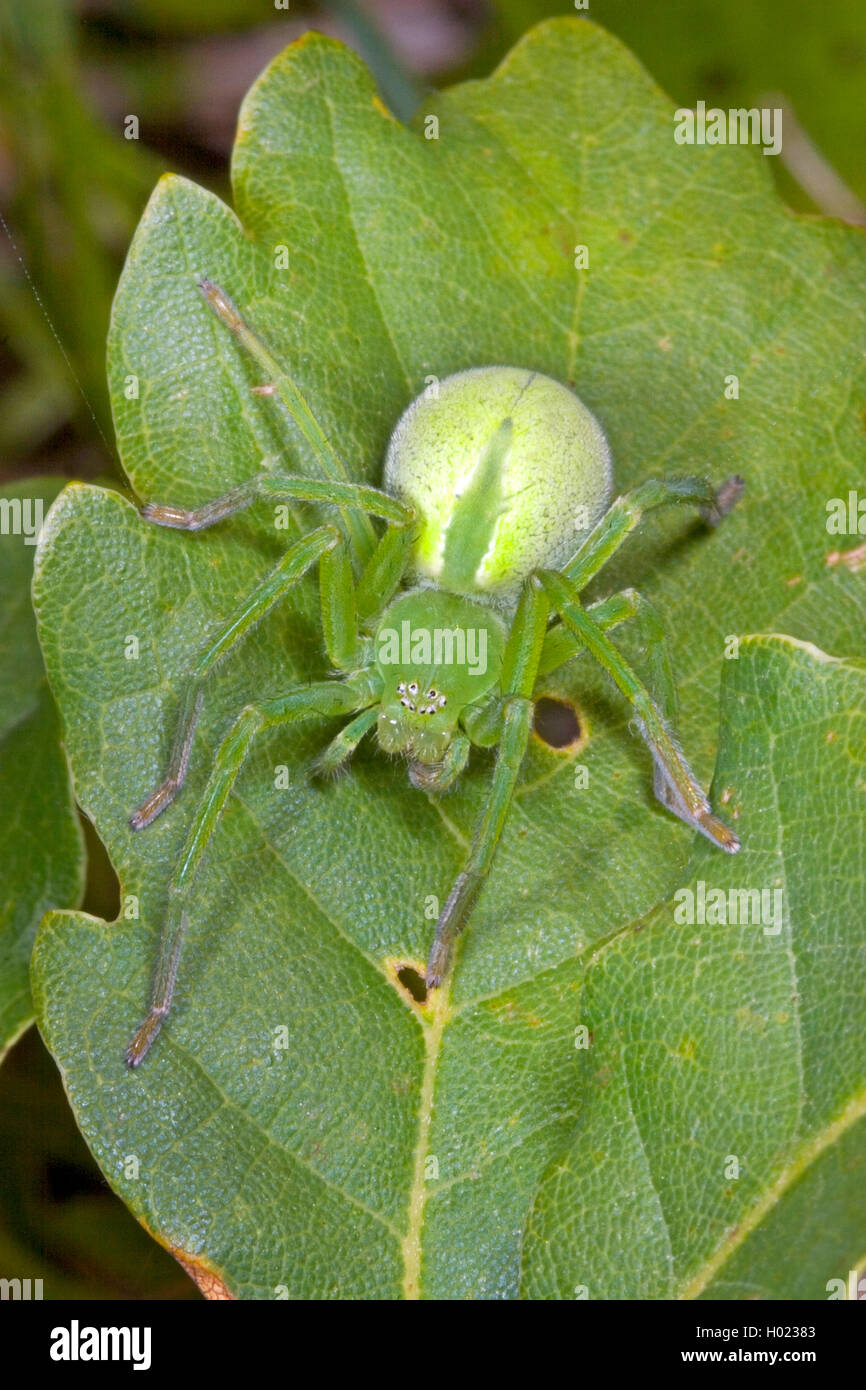 Green huntsman spider, verde spider (Micrommata virescens, Micrommata rosea, Micrommata roseum, Micrommata viridissima), femmina, Germania Foto Stock