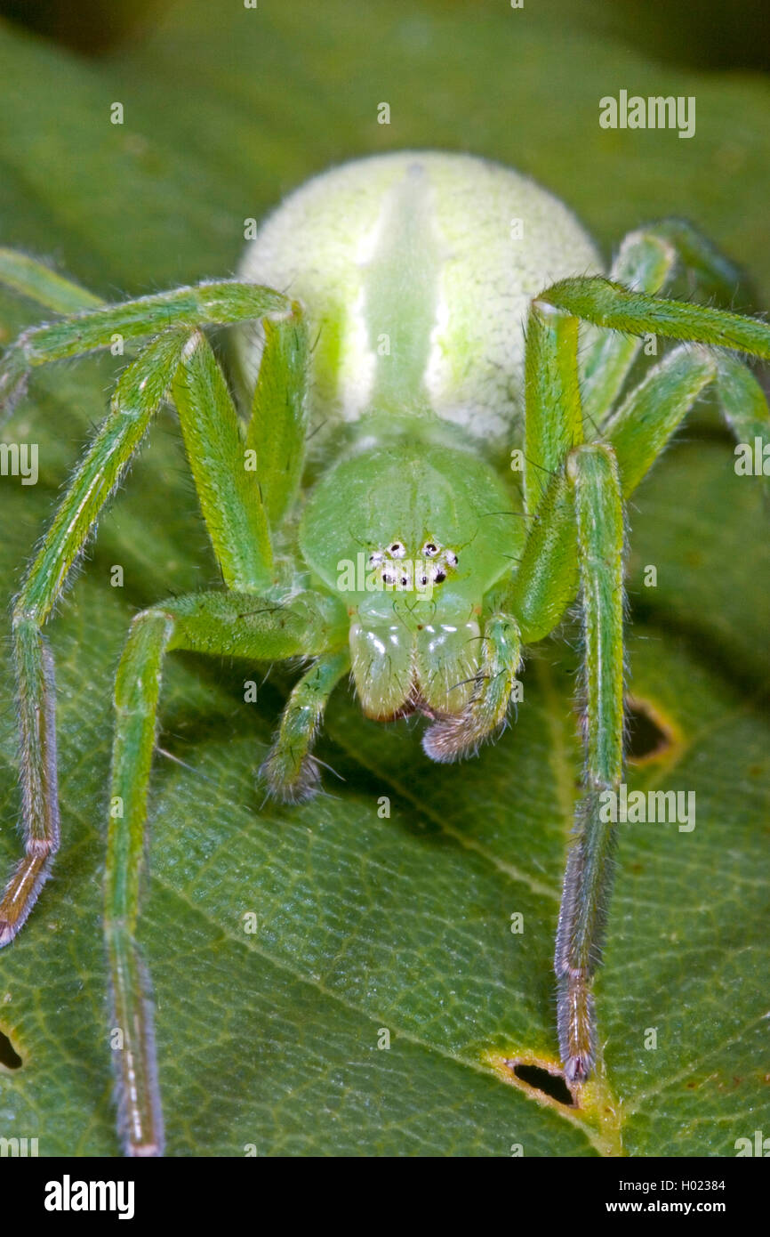 Green huntsman spider, verde spider (Micrommata virescens, Micrommata rosea, Micrommata roseum, Micrommata viridissima), femmina, Germania Foto Stock