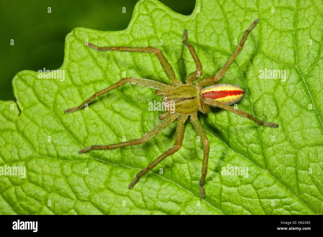 Green huntsman spider, verde spider (Micrommata virescens, Micrommata rosea, Micrommata roseum, Micrommata viridissima), maschio, Germania Foto Stock