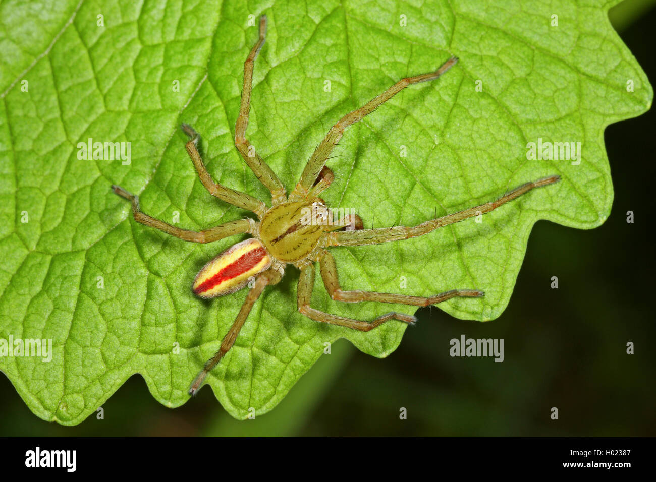 Green huntsman spider, verde spider (Micrommata virescens, Micrommata rosea, Micrommata roseum, Micrommata viridissima), maschio, Germania Foto Stock