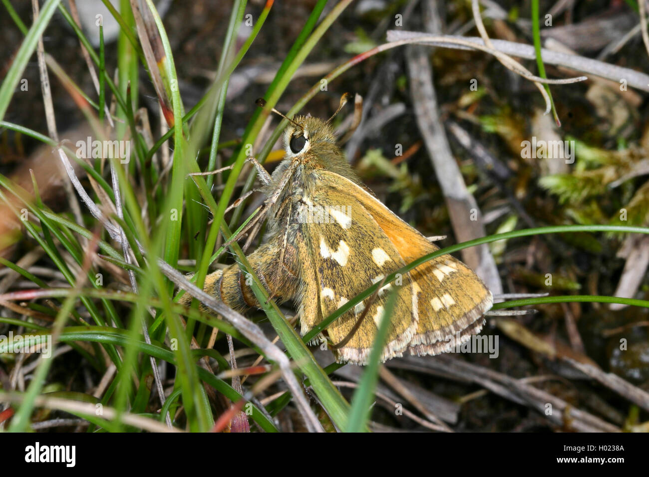 Argento-spotted skipper, a marchio comune skipper, Holarctic skipper di erba (Hesperia virgola), la femmina depone le uova, Germania Foto Stock