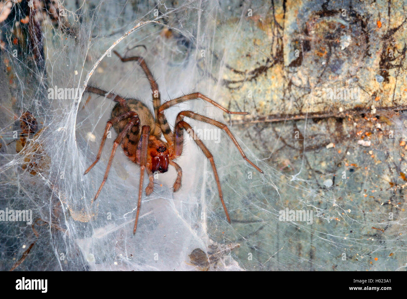Winkelspinne, Winkel-Spinne, Trichterspinne, Trichter-Spinne, Hausspinne, Haus-Spinne, Kellerspinne, Keller-Spinne (Tegenaria sp Foto Stock