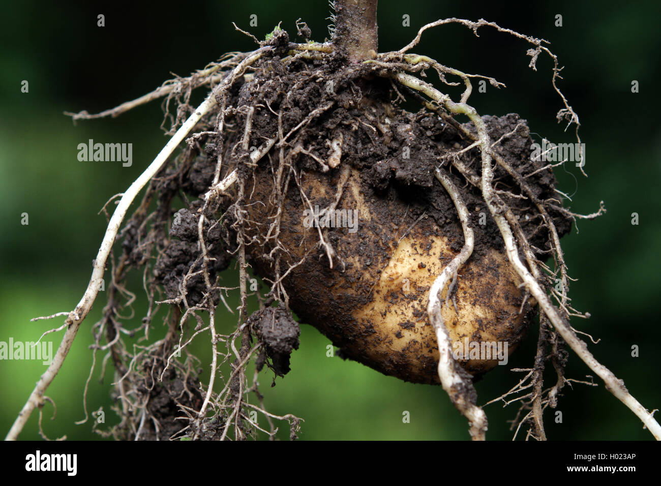 Patata (solanum tuberosum), patata dolce in un giardino, Germania Foto Stock