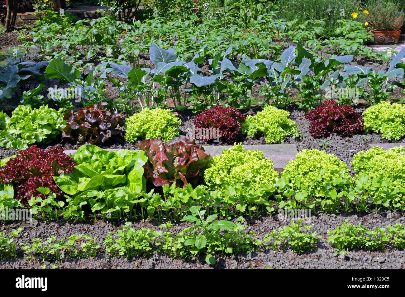 Giardino lattughe (Lactuca sativa), orto giardino con lattuga, kohl rabi e beens, Germania Foto Stock