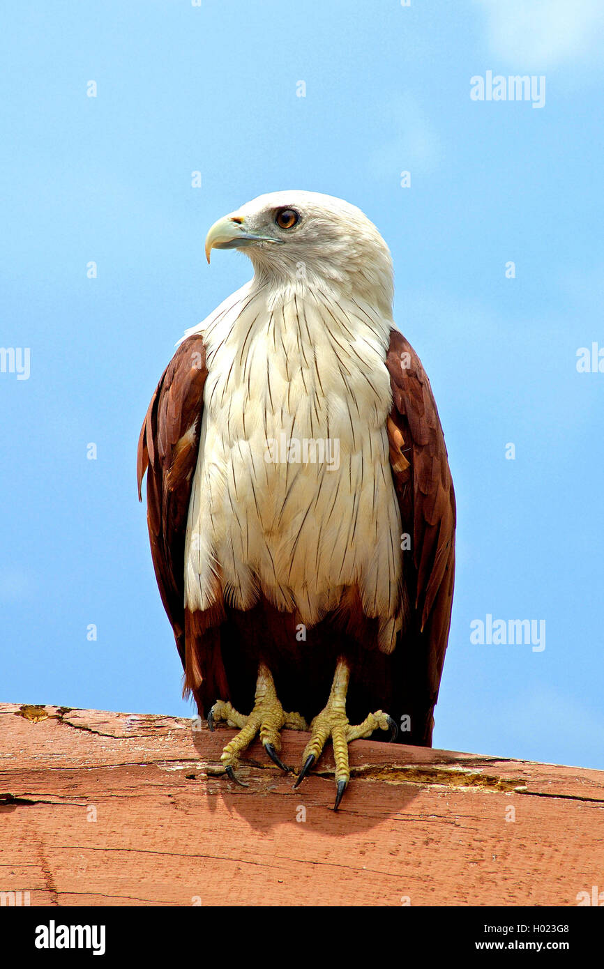 Brahminy kite (Haliastur indus), si siede su un post, Thailandia Foto Stock