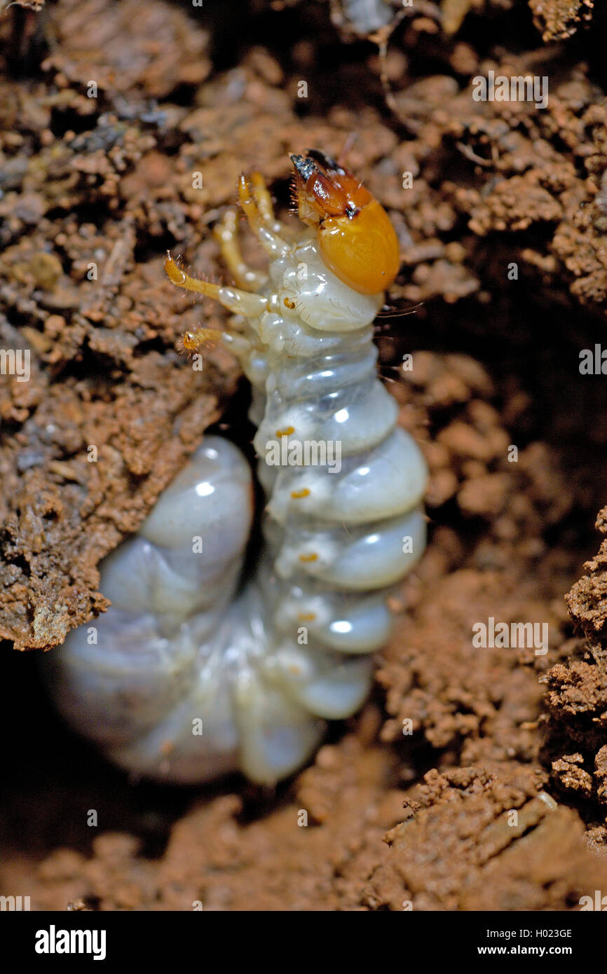 Scarabeo scarabeo, Lamellicorn beetle, Ddung beetle, Chafer (Scarabaeidae), larva di uno scarabeo scarabeo, Thailandia Foto Stock