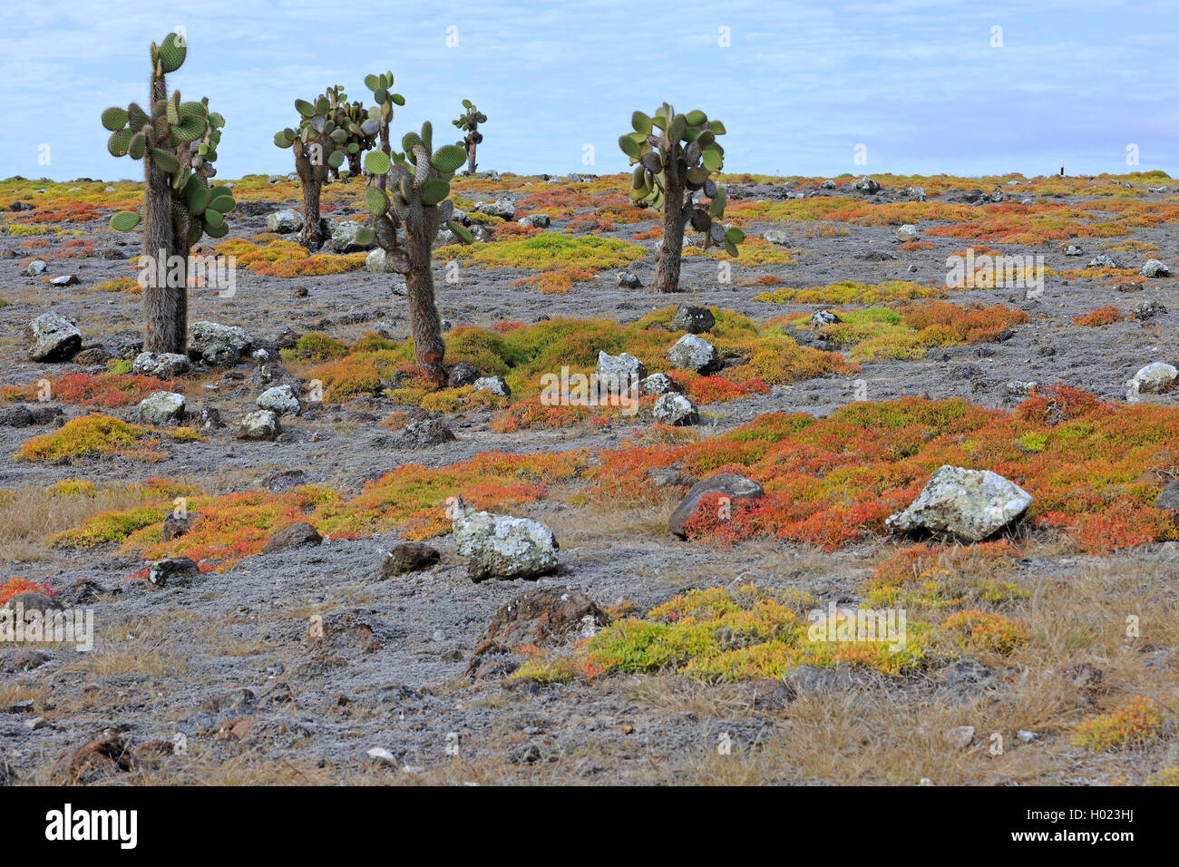 Galapagos-Feigenkaktus, Galapagosfeigenkaktus, Galapagos-Opuntie, Galapagosopuntie (Opuntia echios), Baumopuntien erheben sich un Foto Stock