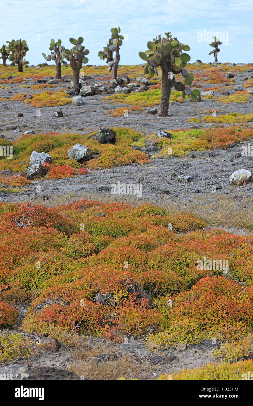 Galapagos-Feigenkaktus, Galapagosfeigenkaktus, Galapagos-Opuntie, Galapagosopuntie (Opuntia echios), Baumopuntien erheben sich un Foto Stock