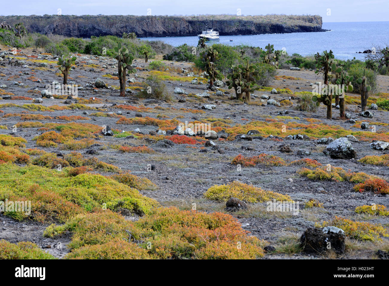 Galapagos-Feigenkaktus, Galapagosfeigenkaktus, Galapagos-Opuntie, Galapagosopuntie (Opuntia echios), Baumopuntien erheben sich un Foto Stock