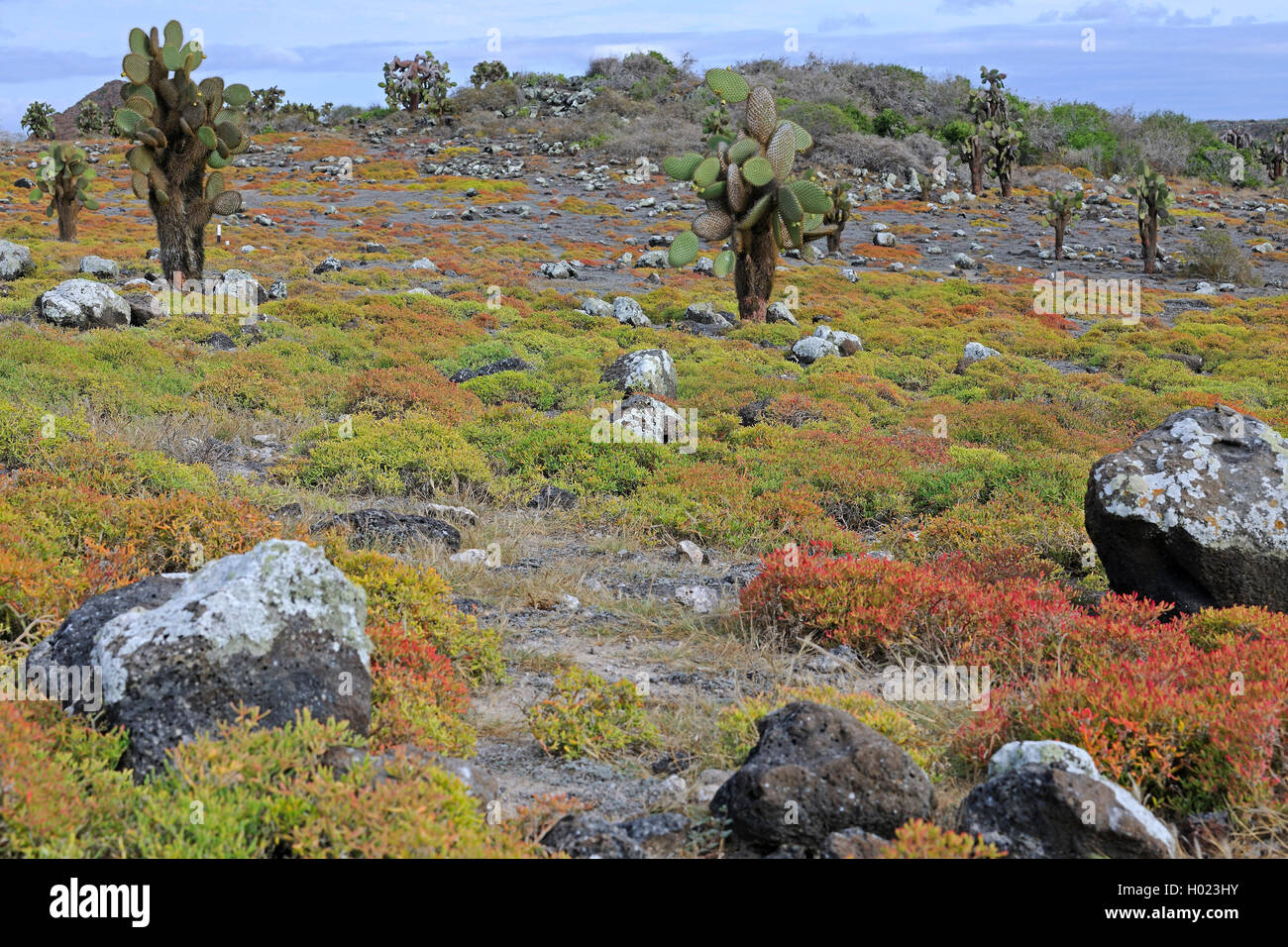 Galapagos-Feigenkaktus, Galapagosfeigenkaktus, Galapagos-Opuntie, Galapagosopuntie (Opuntia echios), Baumopuntien erheben sich un Foto Stock