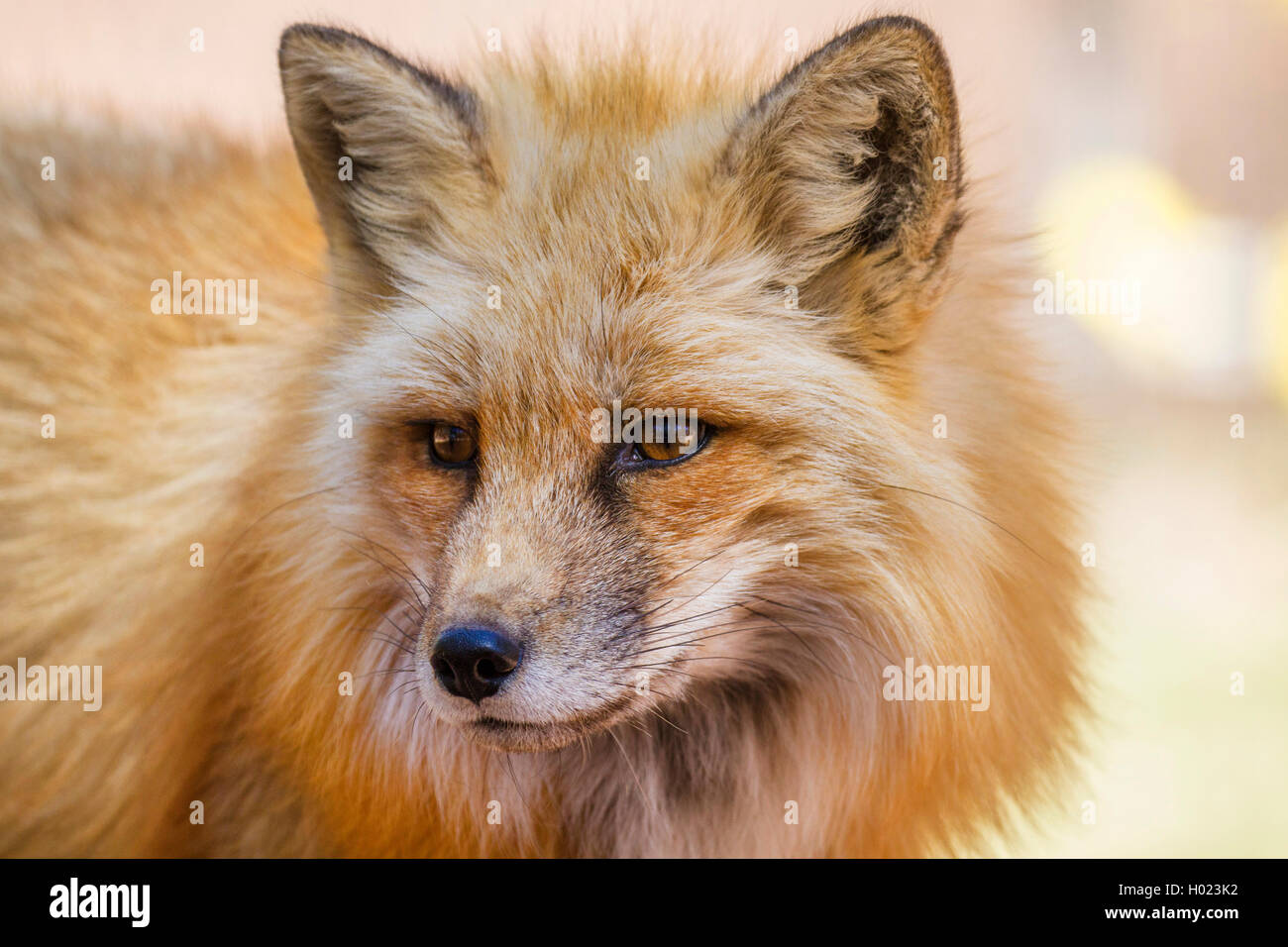Red Fox (Vulpes vulpes vulpes), ritratto con piumaggio invernale, Germania Foto Stock