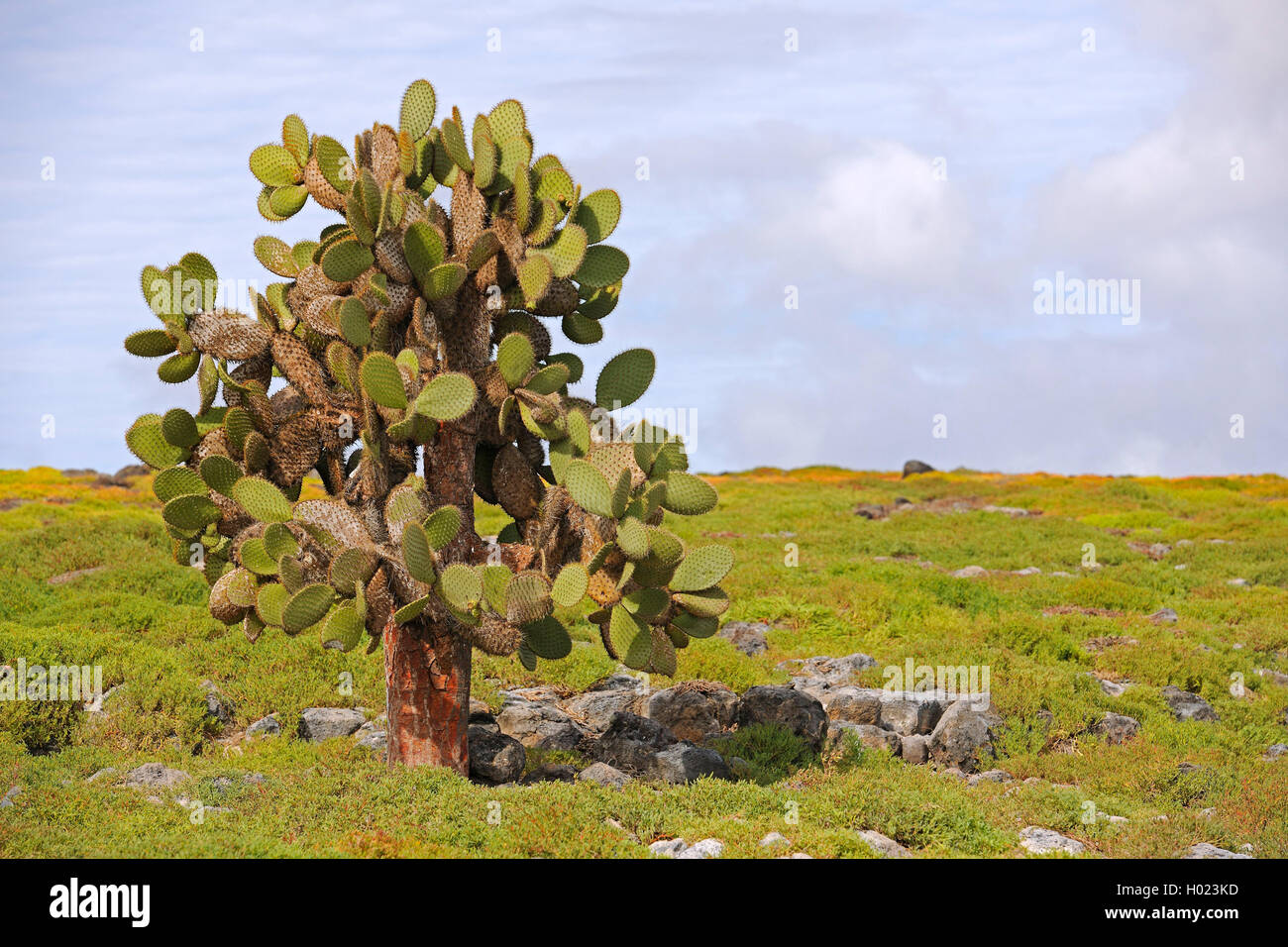 Galapagos-Feigenkaktus, Galapagosfeigenkaktus, Galapagos-Opuntie, Galapagosopuntie (Opuntia echios), Baumopuntie, Ecuador, Galap Foto Stock