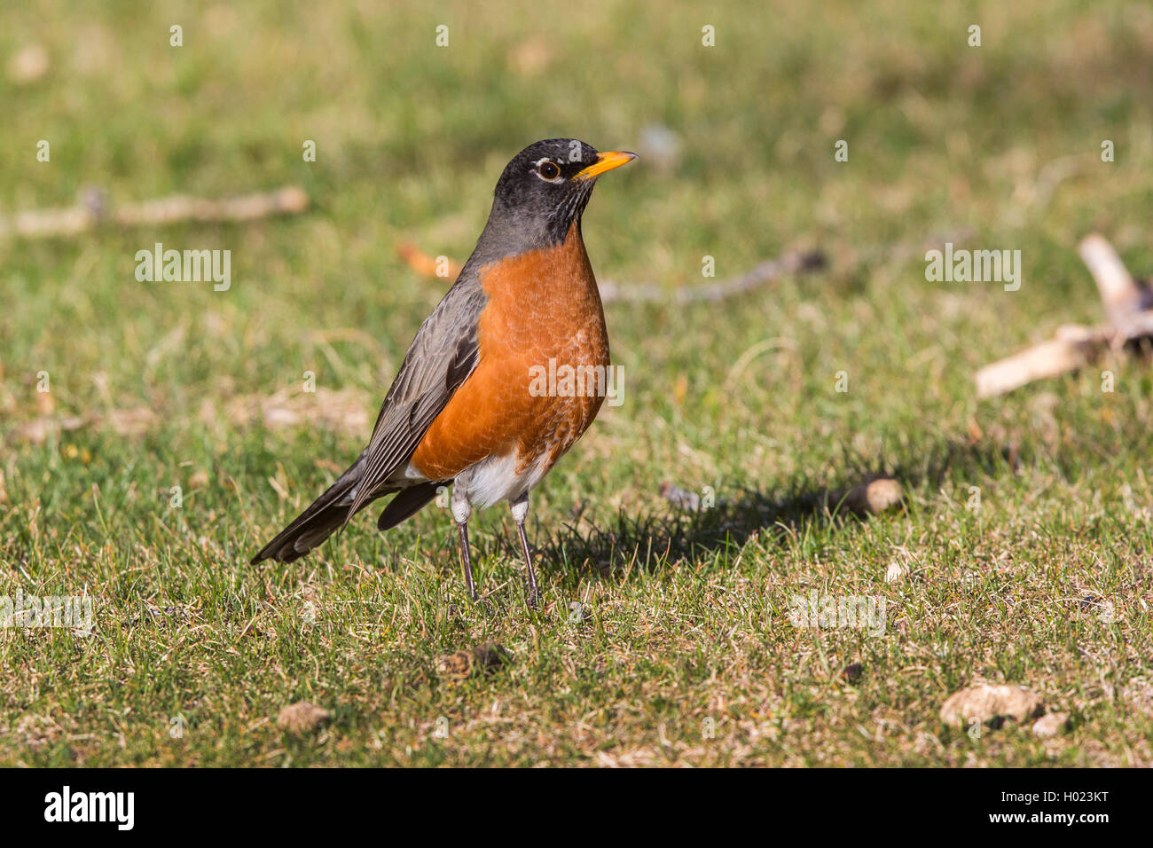 American robin (Turdus migratorius), in un prato, STATI UNITI D'AMERICA, Arizona Flagstaff Foto Stock