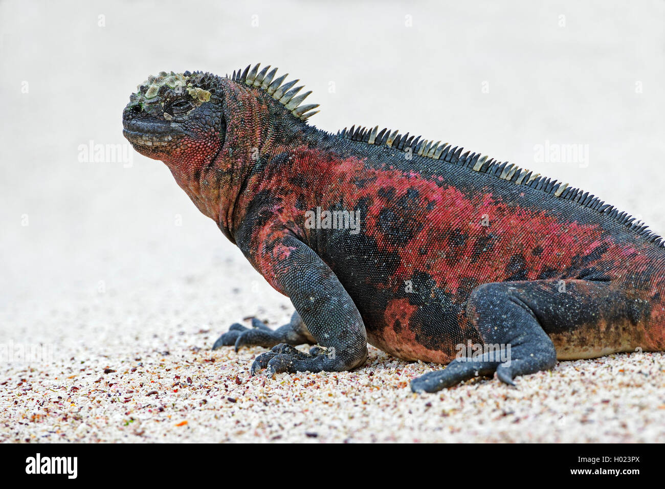 Espanola marine iguana (Amblyrhynchus cristatus venustissimus, Amblyrhynchus cristatus ssp. venustissimus, Amblyrhynchus venustissimus), sulla spiaggia, Ecuador Isole Galapagos, Espanola Foto Stock