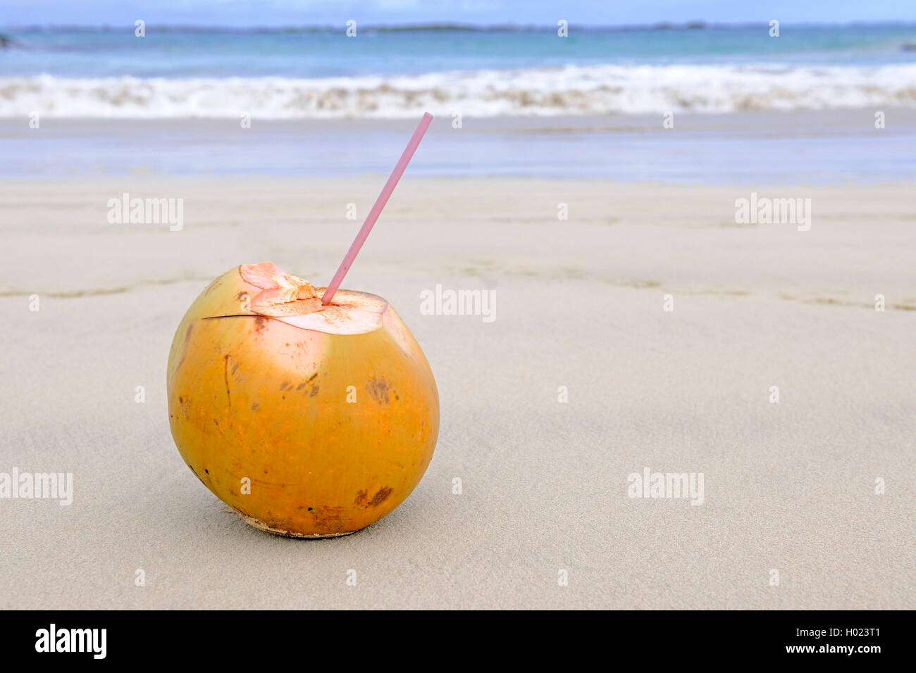 Cocco fresco con cannuccia sulla spiaggia, Ecuador Isole Galapagos Foto Stock