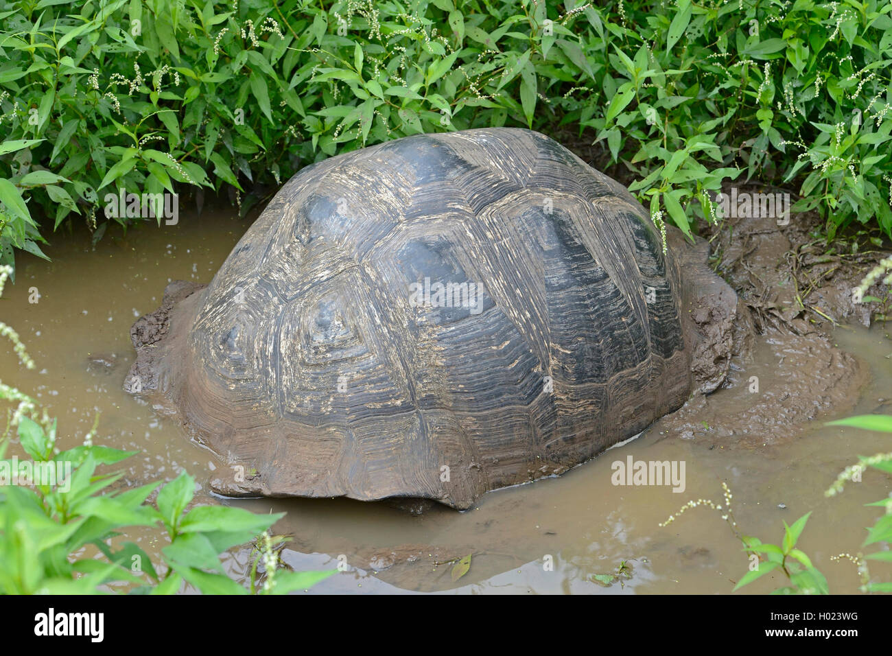 Santa-Cruz-Riesenschildkroete, Santa-Cruz-Galapagosschildkroete (Chelonodis nigra porteri, Geochelone elephantopus porteri, Geoc Foto Stock