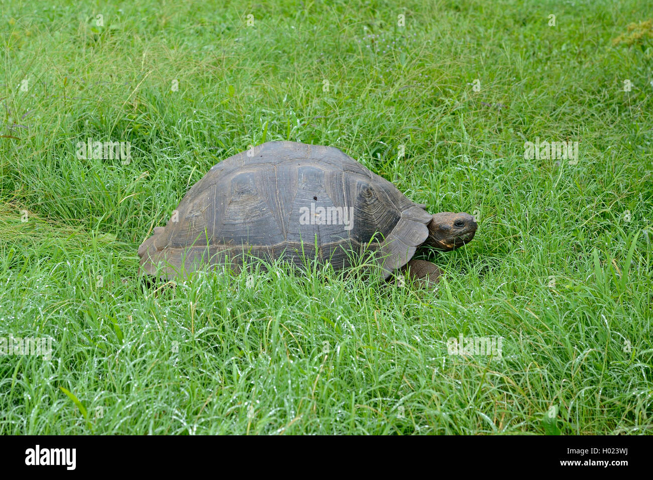 Santa-Cruz-Riesenschildkroete, Santa-Cruz-Galapagosschildkroete (Chelonodis nigra porteri, Geochelone elephantopus porteri, Geoc Foto Stock