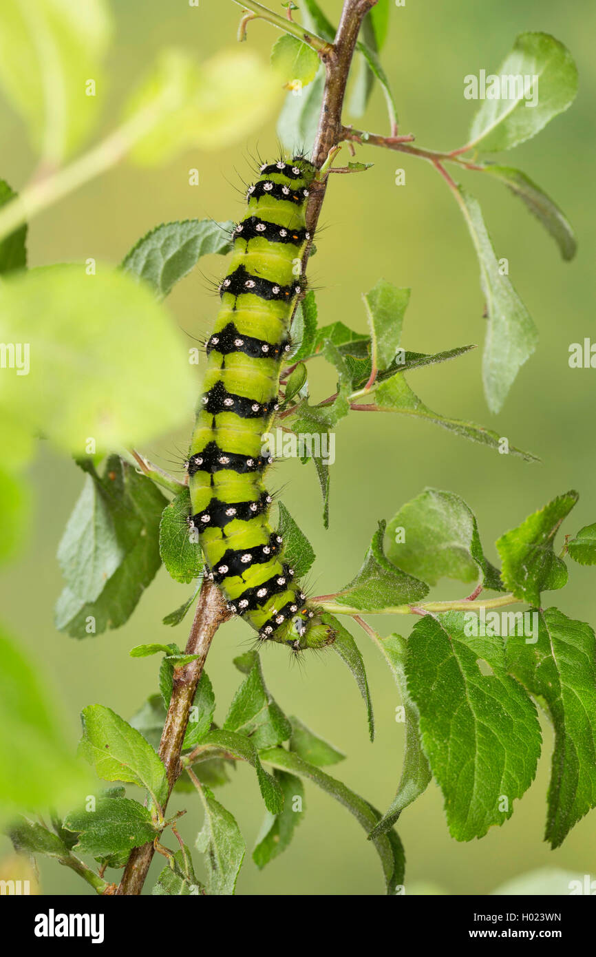 L'imperatore tarma piccola falena imperatore (Saturnia pavonia, Eudia pavonia, Pavonia pavonia), Caterpillar si nutre di sloe, Germania Foto Stock