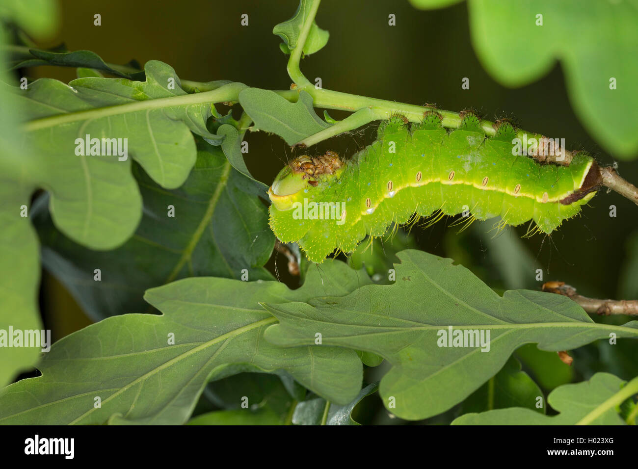 Seta giapponese moth, quercia giapponese silkmoth (Antheraea yamamai), Caterpillar alimentazione su oak, Germania Foto Stock