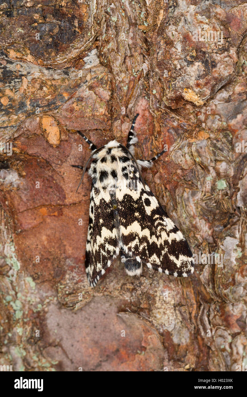 Archi di pino (Panthea variabilis), seduto sulla corteccia, Germania Foto Stock