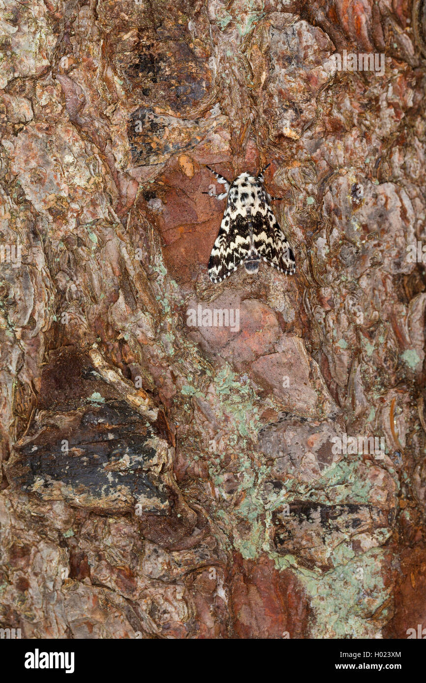 Archi di pino (Panthea variabilis), seduto sulla corteccia, Germania Foto Stock