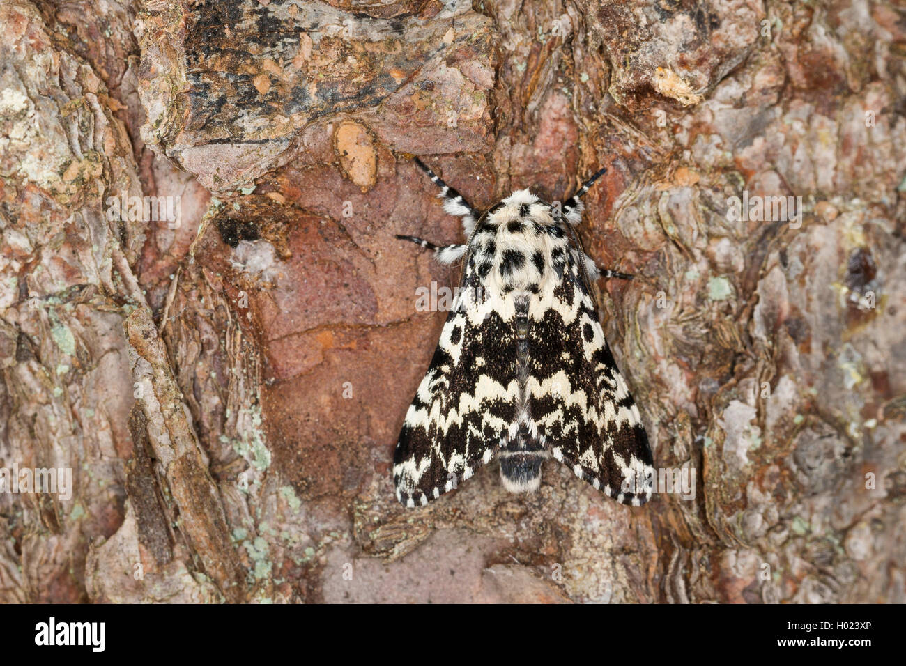 Archi di pino (Panthea variabilis), seduto sulla corteccia, Germania Foto Stock