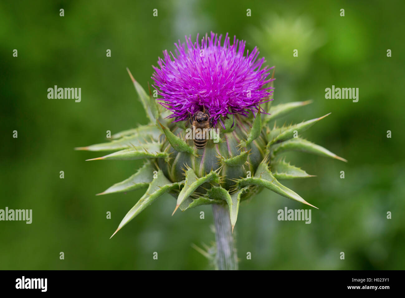 Comune di tarassaco (Taraxacum officinale), infiorescenza, Germania Foto Stock