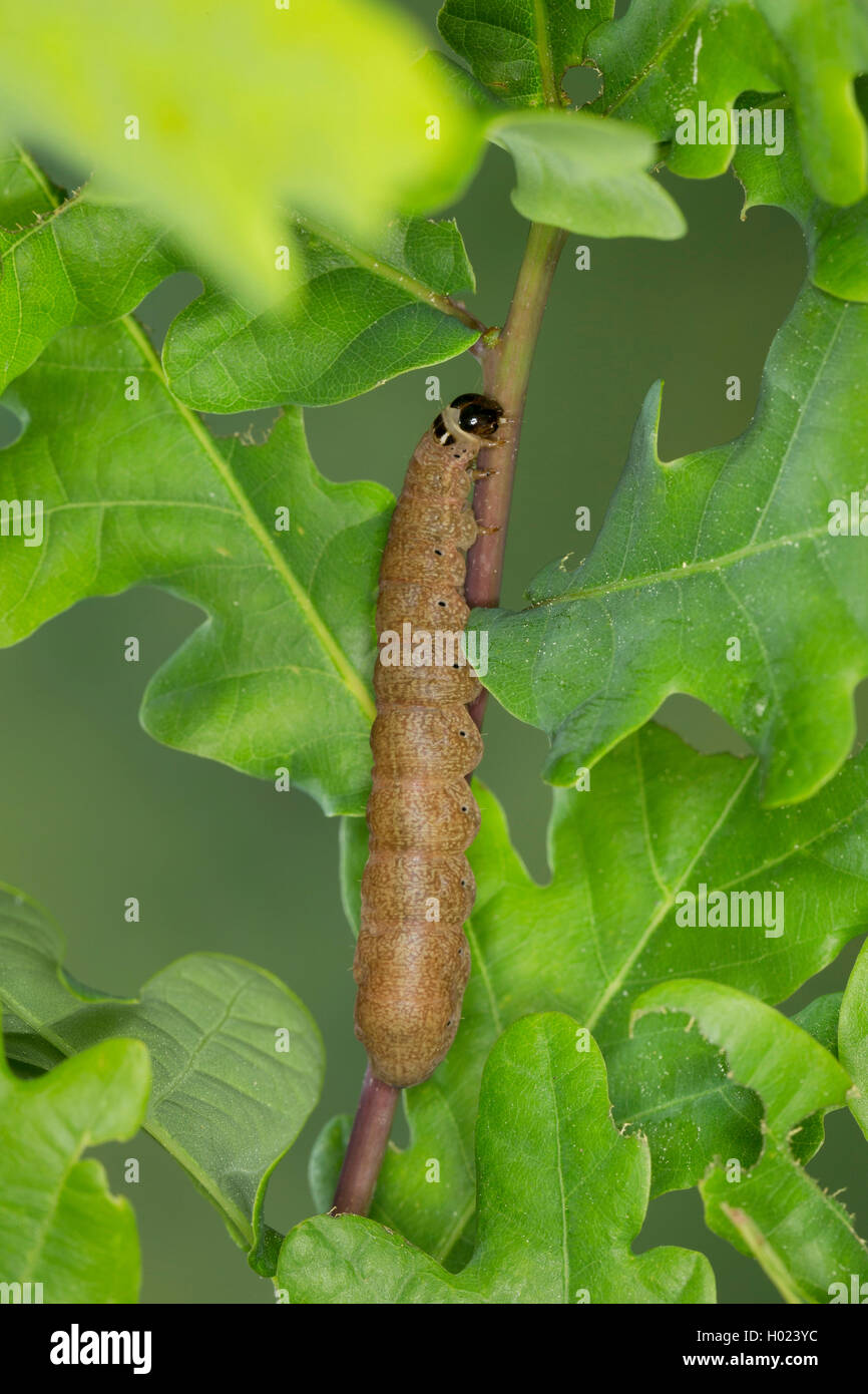 Red-headed Castagno (Conistra erythrocephala, Dasycampa erythrocephala), Caterpillar alimentazione su una quercia, Germania Foto Stock