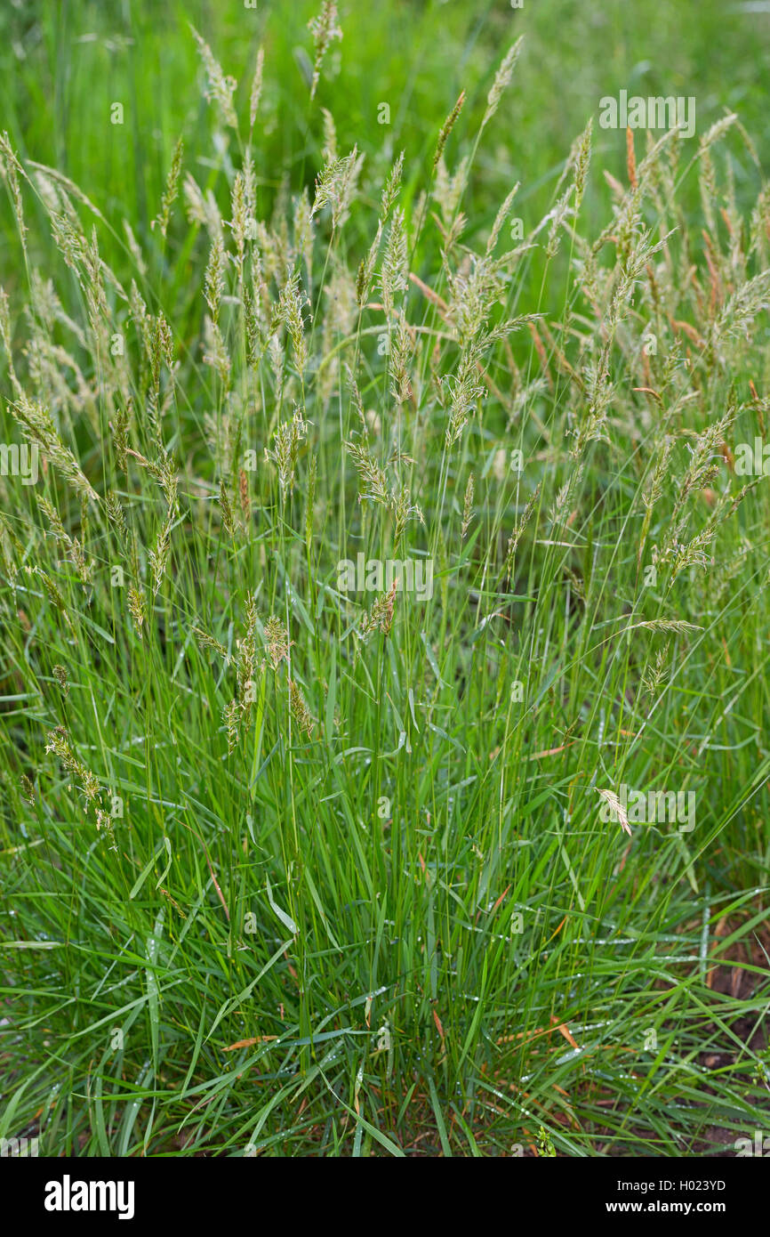 Dolce primaverile-erba, Sweetscented erba primaverile (Anthoxanthum odoratum), che fiorisce in un prato, Germania Foto Stock