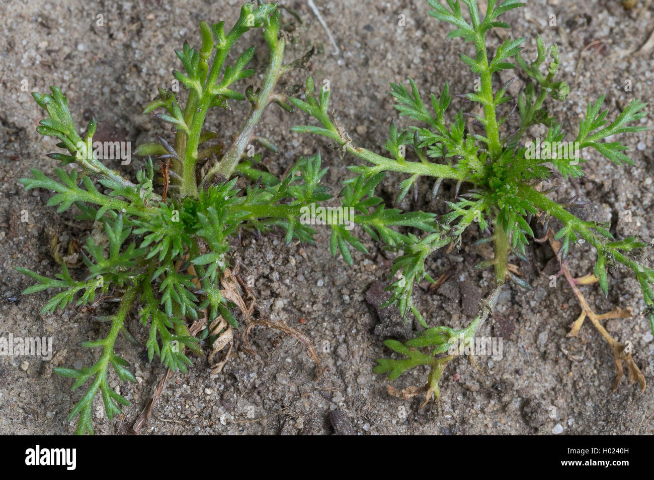 Pineappleweed, camomilla selvaggia, disco (mayweed Matricaria discoidea, Matricaria matricarioides), Giovane pianta, Germania Foto Stock