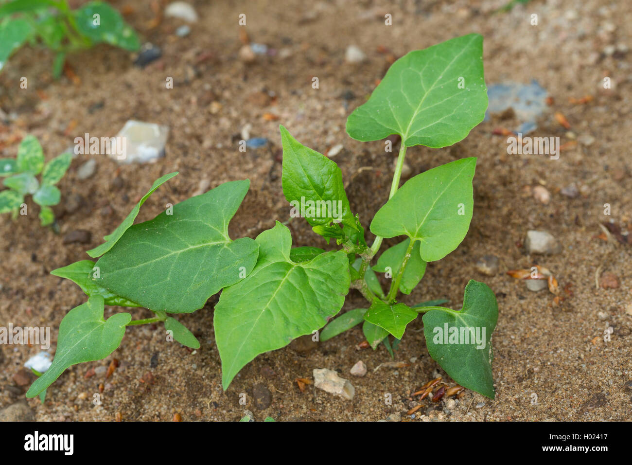 La scalata del grano saraceno, nero centinodia (Fallopia convolvulus, Polygonum convolvulus, Bilderdykia convolvulus), piantina, Germania Foto Stock