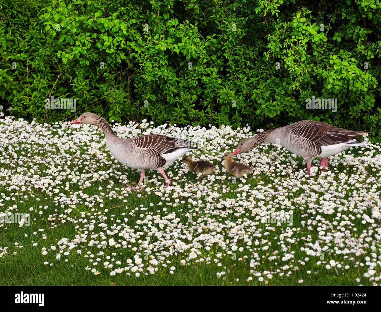 Graylag goose (Anser anser), oca famiglia su di un prato con margherite, Austria, Neusiedler See Parco Nazionale Foto Stock