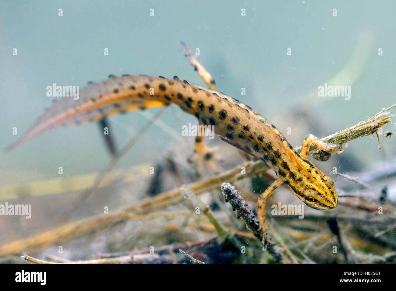 Fadenmolch, Faden-Molch, Leistenmolch, Leisten-Molch (Triturus helveticus, Lissotriton helveticus), Maennchen unter Wasser, DT Foto Stock