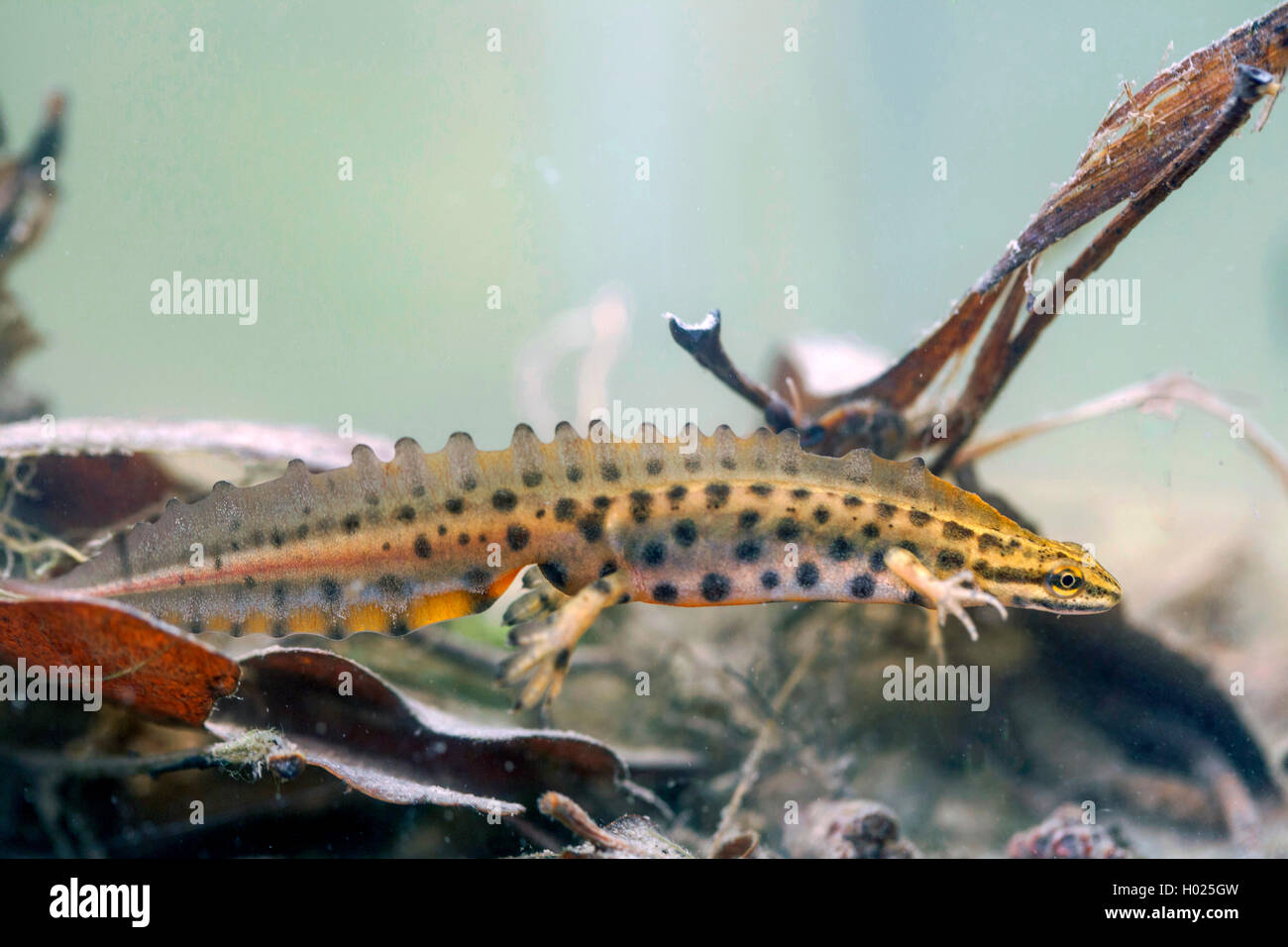 Fadenmolch, Faden-Molch, Leistenmolch, Leisten-Molch (Triturus helveticus, Lissotriton helveticus), Maennchen unter Wasser, DT Foto Stock