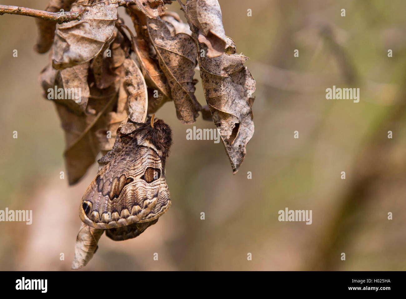 Il gufo europeo moth, Europeo bramino (Brahmaea europaea, Bramaea europaea, Acanthobrahmea europaea, Acanthobramea europaea), ben mimetizzati con foglie avvizzite Foto Stock