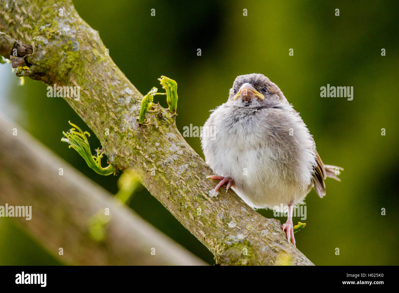 Casa passero (Passer domesticus), giovane bird poco dopo il volo fuori del nido, in Germania, in Baviera, Niederbayern, Bassa Baviera Foto Stock