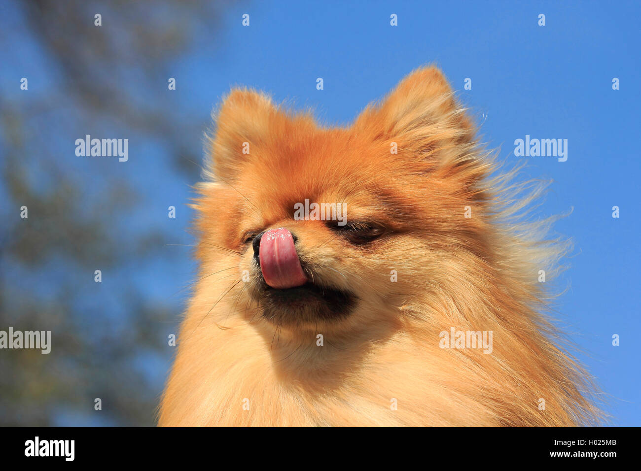 Pomerania (Canis lupus f. familiaris), 1, 5 anni di Pomerania, Germania Foto Stock